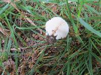 Lepiota lilacea image