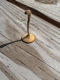 Polyporus arcularius image