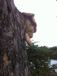 Polyporus squamosus image