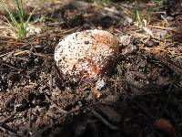 Amanita muscaria image