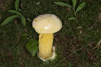 Retiboletus ornatipes image