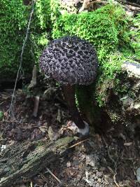 Strobilomyces strobilaceus image