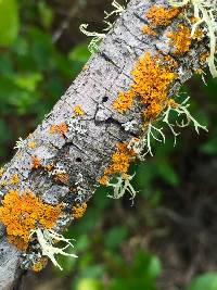 Xanthoria parietina var. parietina image