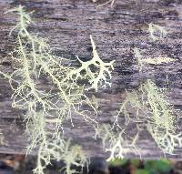Evernia prunastri image