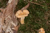 Cantharellus lateritius image