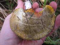 Suillus granulatus image