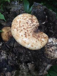 Polyporus squamosus image