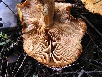 Gymnopilus junonius image