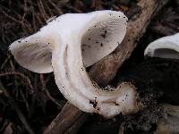 Clitocybe nebularis image