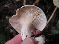 Clitocybe nebularis image