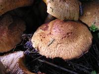 Gymnopilus junonius image