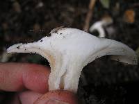 Clitocybe nebularis image