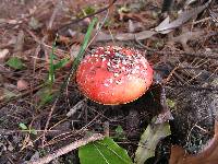 Amanita muscaria image