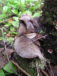 Auricularia cornea image