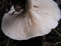 Clitocybe nebularis image