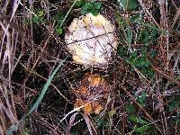 Suillus granulatus image