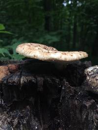 Polyporus squamosus image