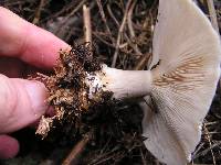 Clitocybe nebularis image