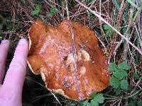 Suillus granulatus image