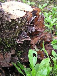 Auricularia cornea image