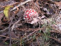 Amanita muscaria image