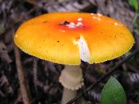 Amanita muscaria image