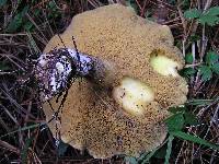 Suillus granulatus image