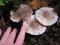 Clitocybe nebularis image