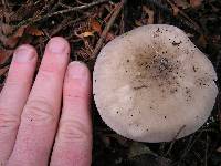 Clitocybe nebularis image