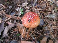 Amanita muscaria image