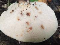 Polyporus squamosus image