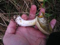 Suillus granulatus image