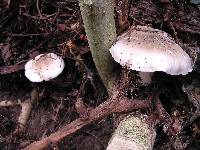 Clitocybe nebularis image