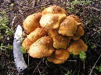 Gymnopilus junonius image