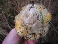 Suillus granulatus image