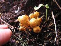 Gymnopilus junonius image