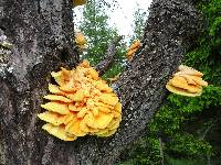 Laetiporus sulphureus image