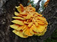 Laetiporus sulphureus image