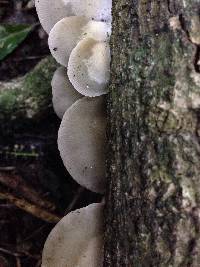 Conchomyces bursiformis image