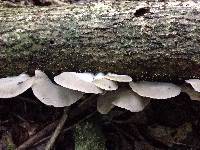 Conchomyces bursiformis image