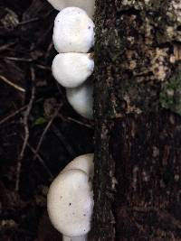 Conchomyces bursiformis image