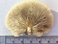 Conchomyces bursiformis image