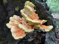 Laetiporus sulphureus image