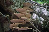 Polyporus squamosus image