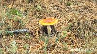 Amanita muscaria image