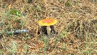 Amanita muscaria subsp. flavivolvata image