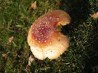 Amanita muscaria image