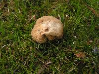 Russula amoenolens image