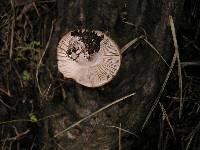 Russula amoenolens image