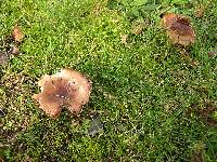 Russula amoenolens image